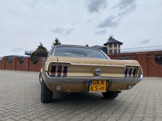 Mustang złoty Mezowo