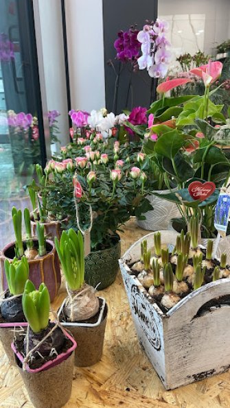 Gipsówka - Kwiaciarnia Rąbień