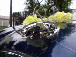 Jag S-Type Rypin