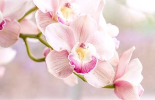 Kwiaciarnia Orchidee Piotrków Trybunalski