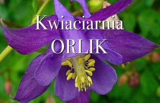 Kwiaciarnia Orlik Pabianice