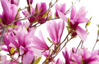 Kwiaciarnia "Magnolia" Zielona Góra