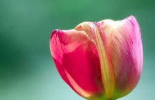 Kwiaciarnia Tulipan Konin