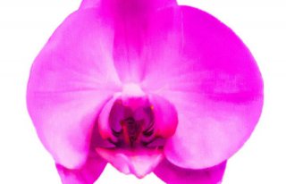 Kwiaciarnia Orchidea Drawsko Pomorskie