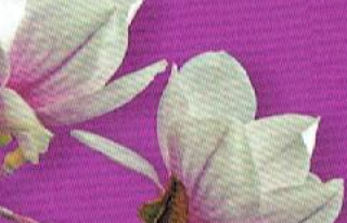 Kwiaciarnia Magnolia Wołomin