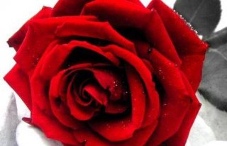 Galeria "Rose" Kwiaciarnia Konin
