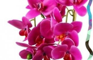 Kwiaciarnia "Orchidea" Terespol