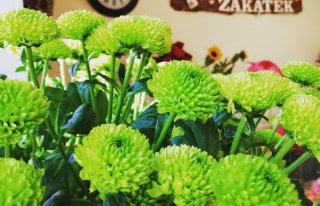 Kwiaciarnia : Zielony Zakątek Szamocin