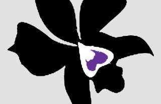 Kwiaciarnia Artystyczna Czarna Orchidea Radom Radom