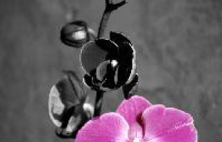 Kwiaciarnia "Orchidea" Wieliczka