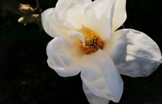 Kwiaciarnia Magnolia Ostrów Wielkopolski